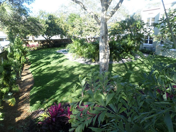 Plant of the Month – Areca Palms